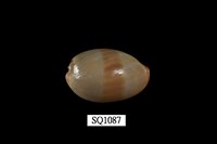 藏品(雪山寶螺)的圖片